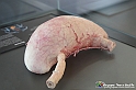 VBS_2776 - Stomaco - Mostra Body Worlds